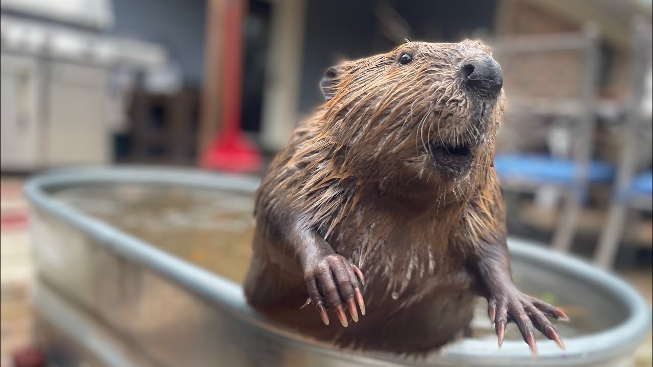 Whimp Pool Beavers keep their pool tidy.