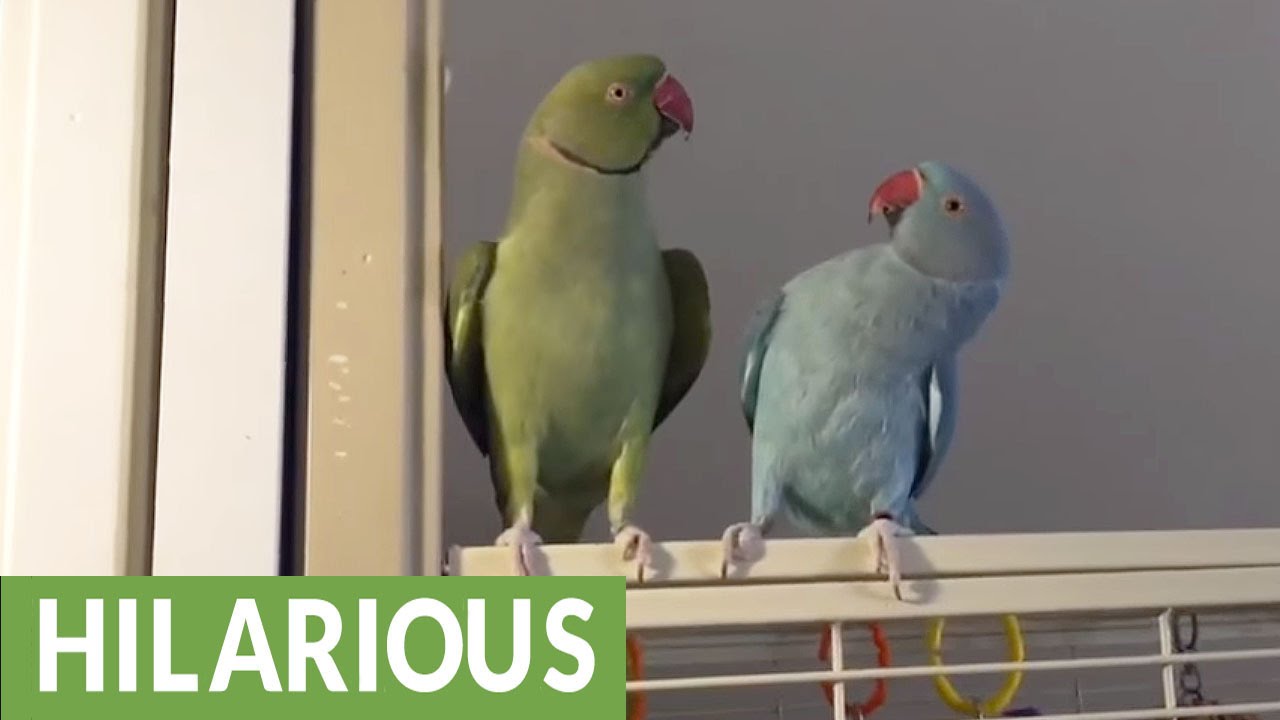 Parakeet brothers have full conversation.