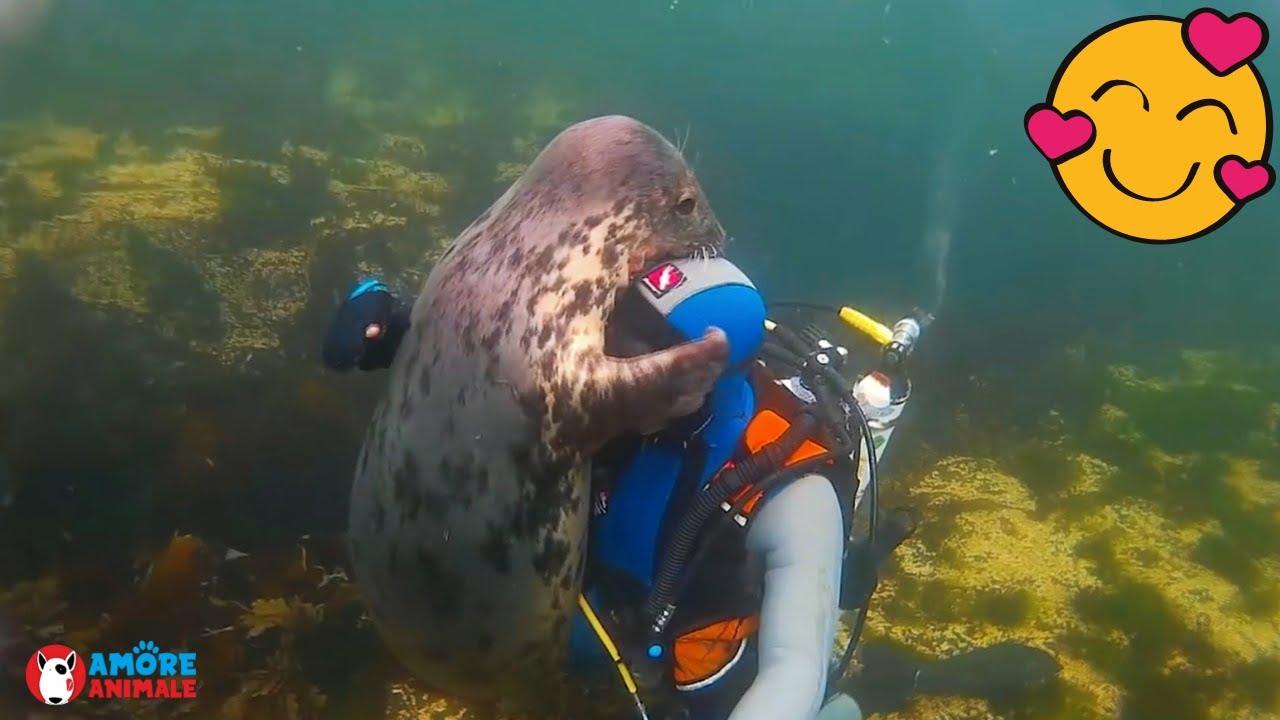 Just some bouncy seals.