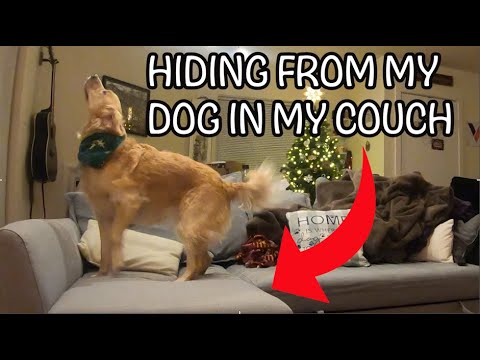 Woman hides from dog inside couch.