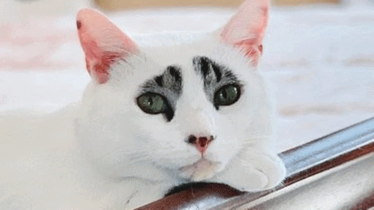 Cat's confusing face.