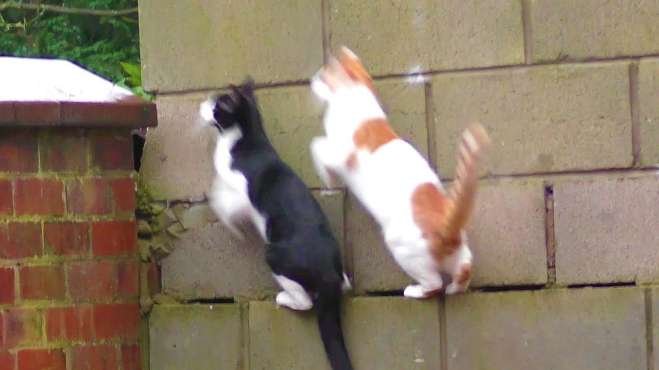 Two cats in perfect harmony.
