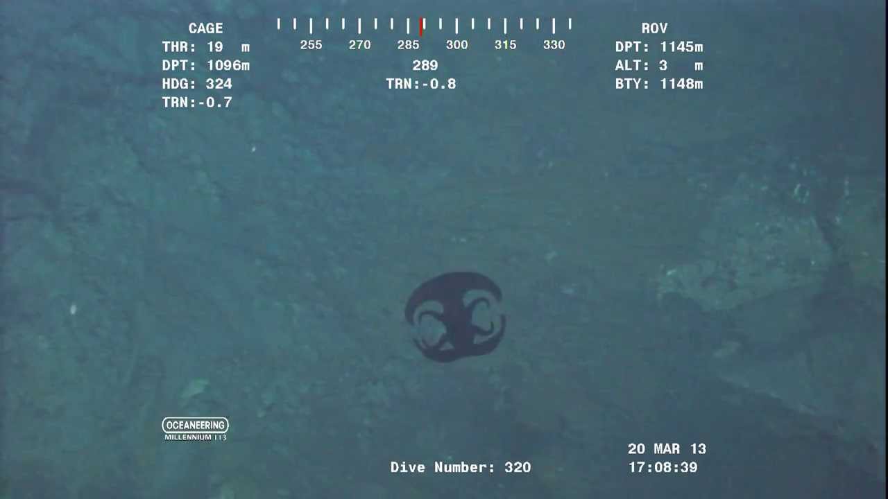 Odd creature transforms on ocean floor.
