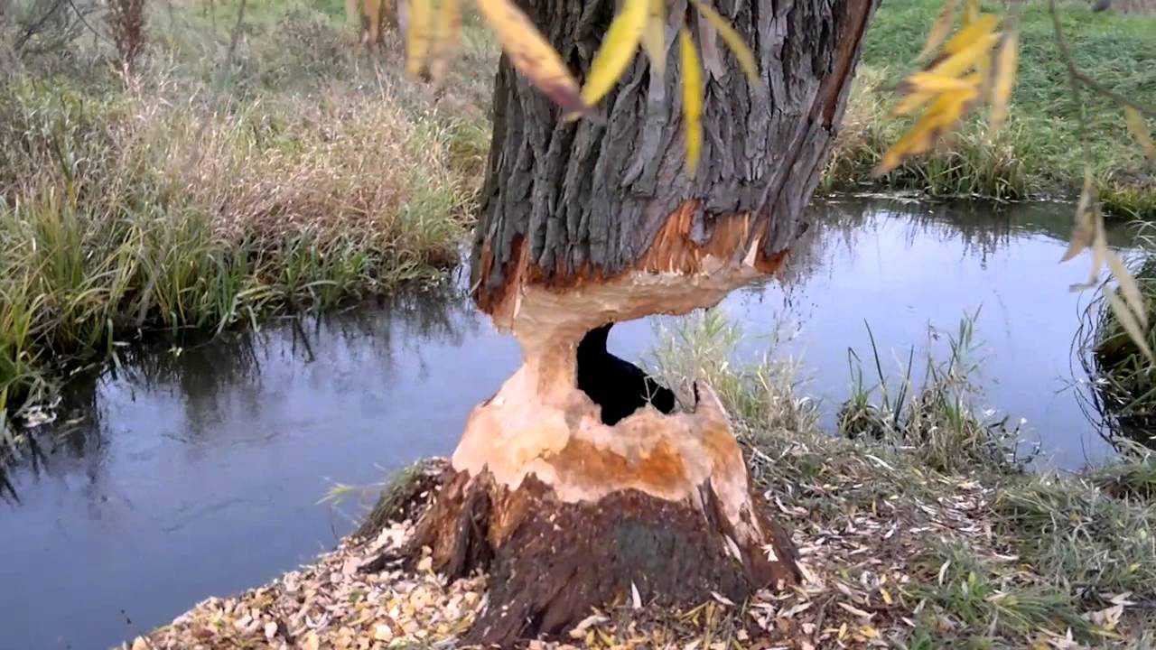 Tree stands in spite of beaver.