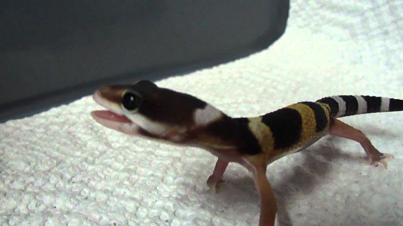 A yelling gecko.
