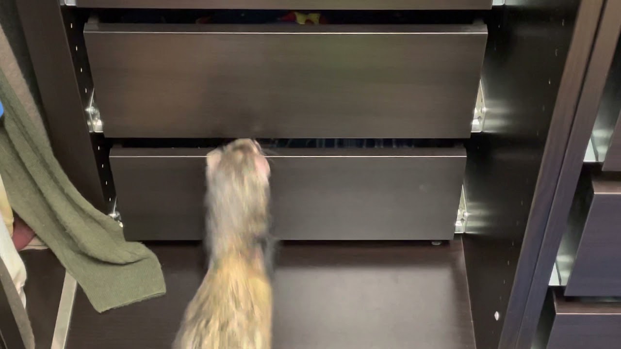 More proof ferrets don't have bones.