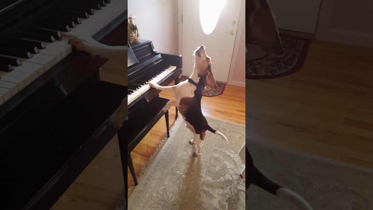 Rescue beagle sings AND tickles the ivories.
