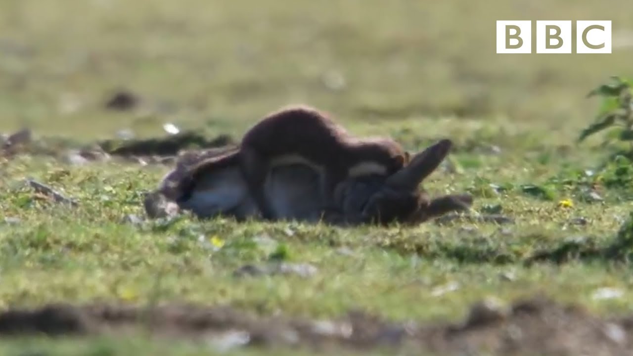 Stoat Eat Rabbit Stoat hunts for rabbit ten times its size.