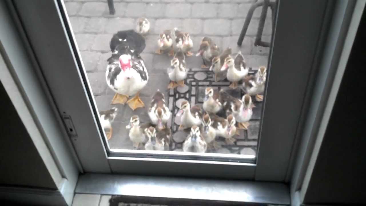 When ducklings come a-knockin.