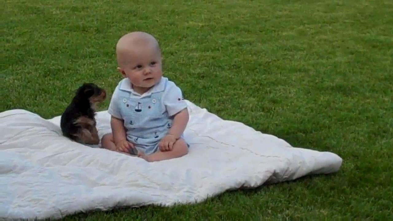 Yorkie puppy cute-attacks baby boy.