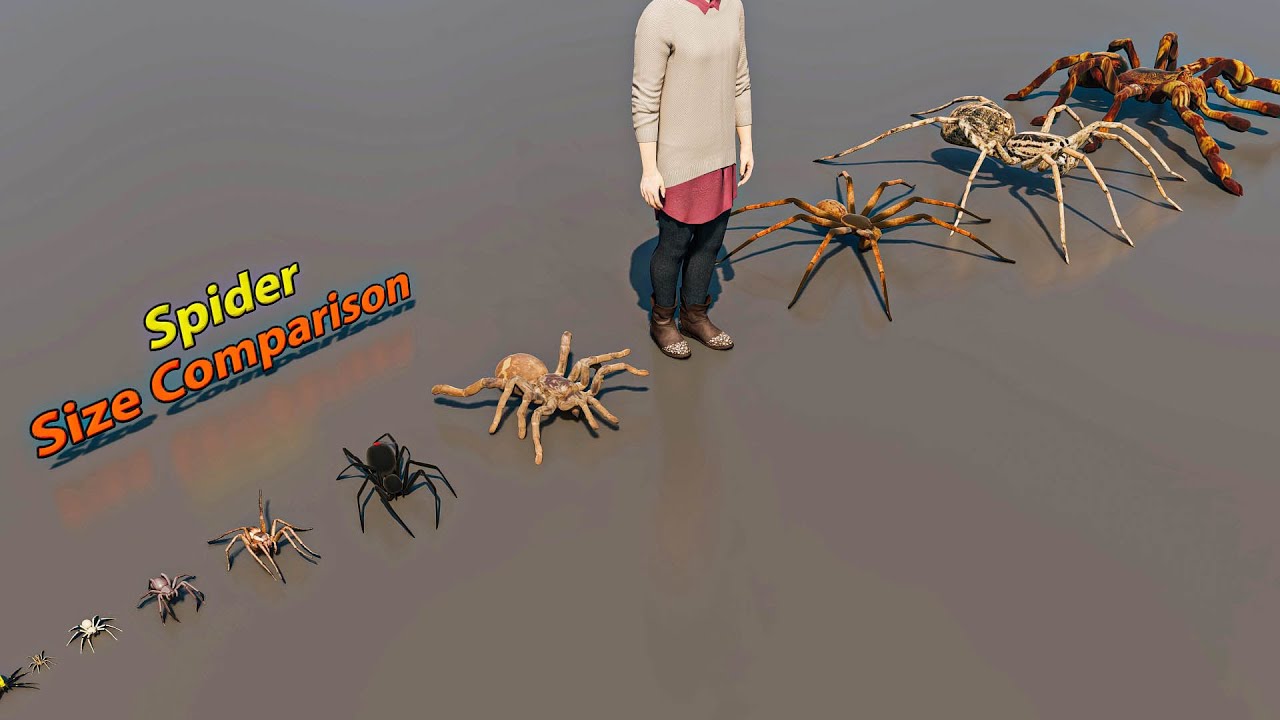 3D spider size comparison.