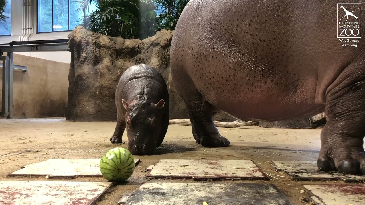 Baby hippo watermelon lesson.