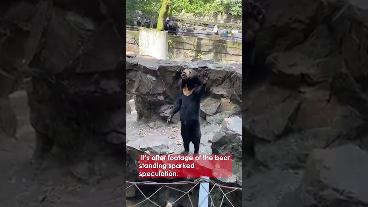 Is it a bear or human in bear costume?