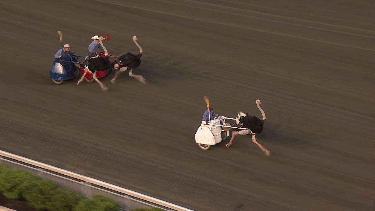 At the ostrich derby.