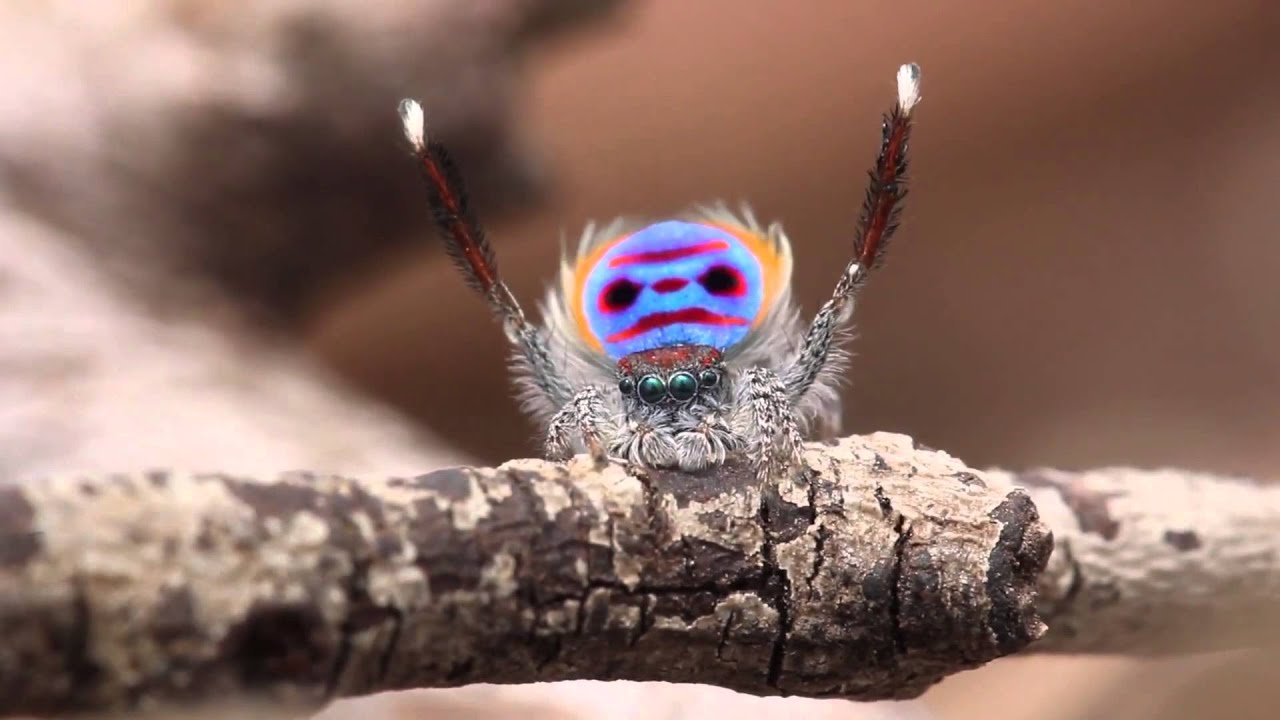 Spider Shake Peacock spider dancing to 'YMCA.'