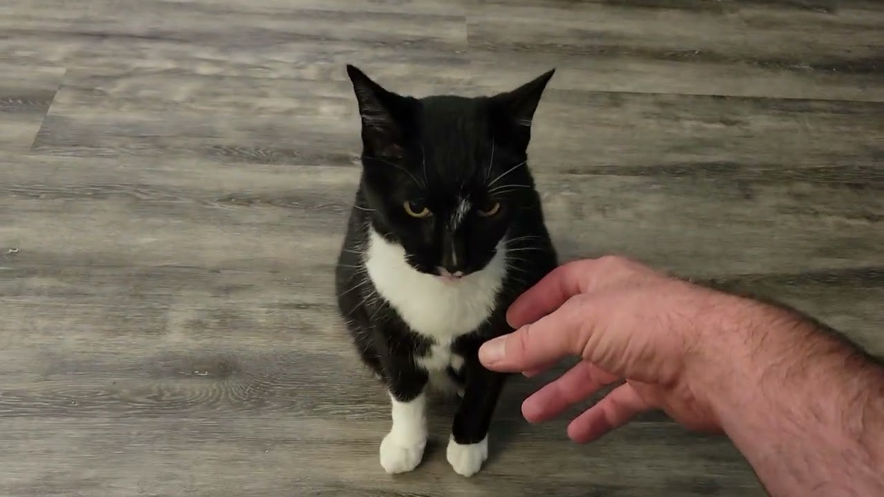Play-fighting with my elderly cat.
