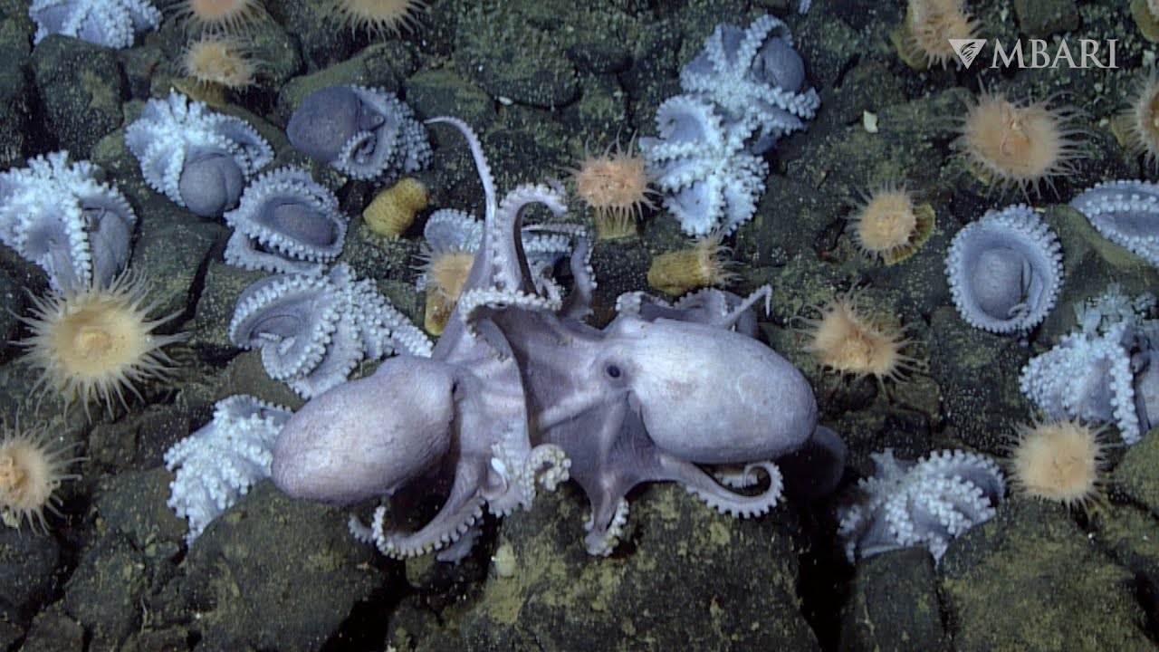Mystery of octopus brooding solved.