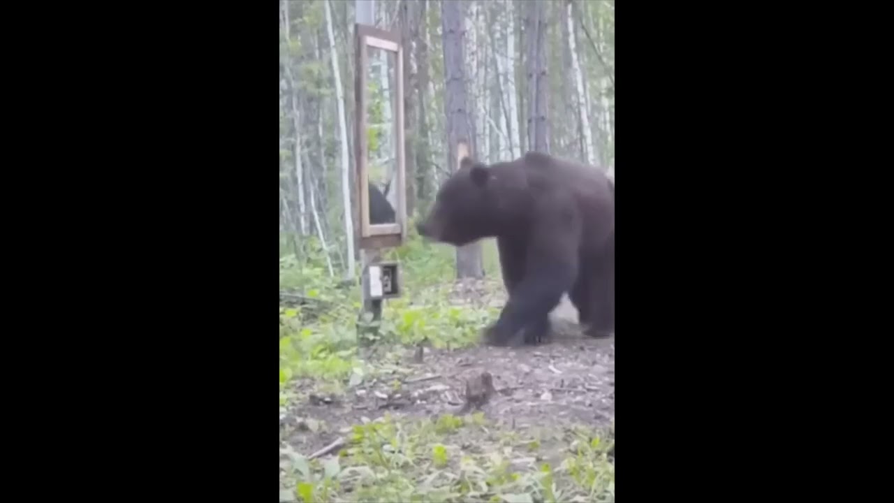 Bear sees itself in the mirror.