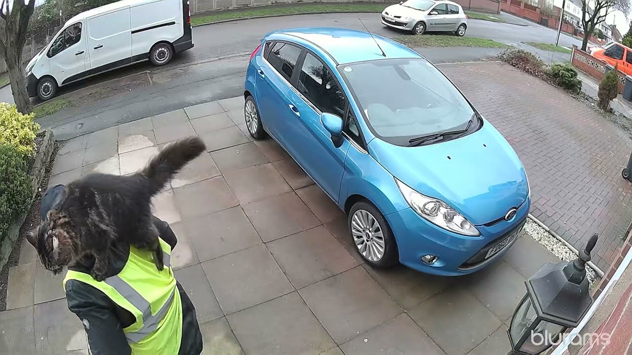 Cat captures delivery driver.