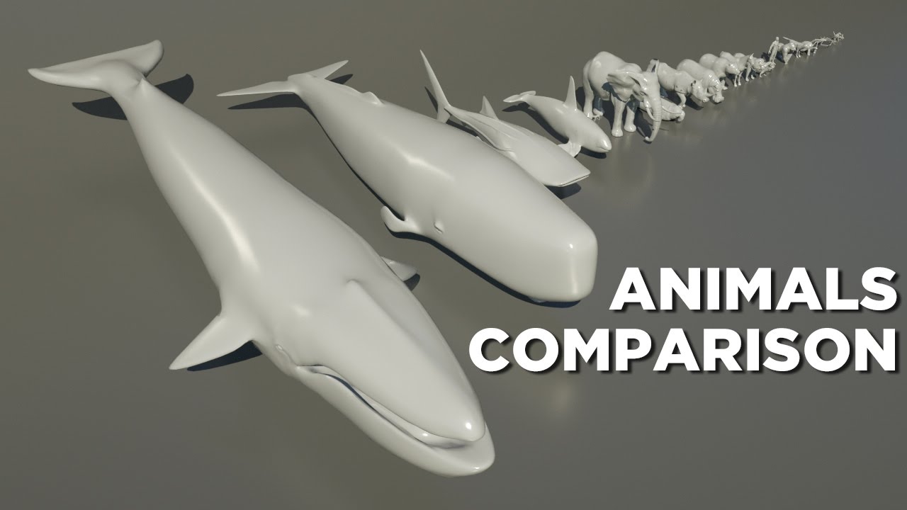 3d Animal Size Comparison