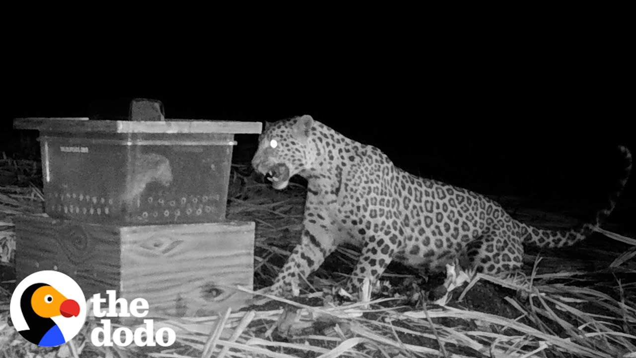 Mama Leopard Finally Reunited With Cub mama-leopard-finally-reunited-with-cub