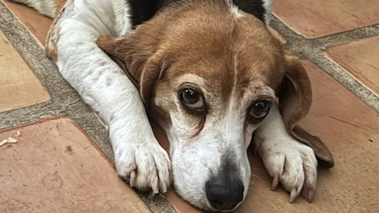 Fall in love with pregnant rescue beagle.