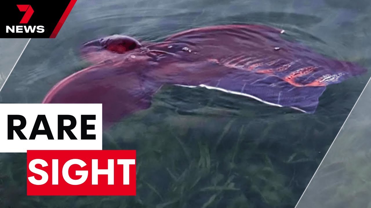 Rare sighting of blanket octopus in Australia.