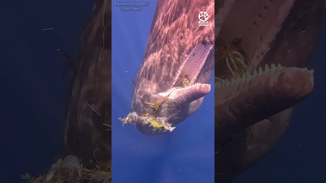 Whale Asks Humans For Help whale-asks-humans-for-help