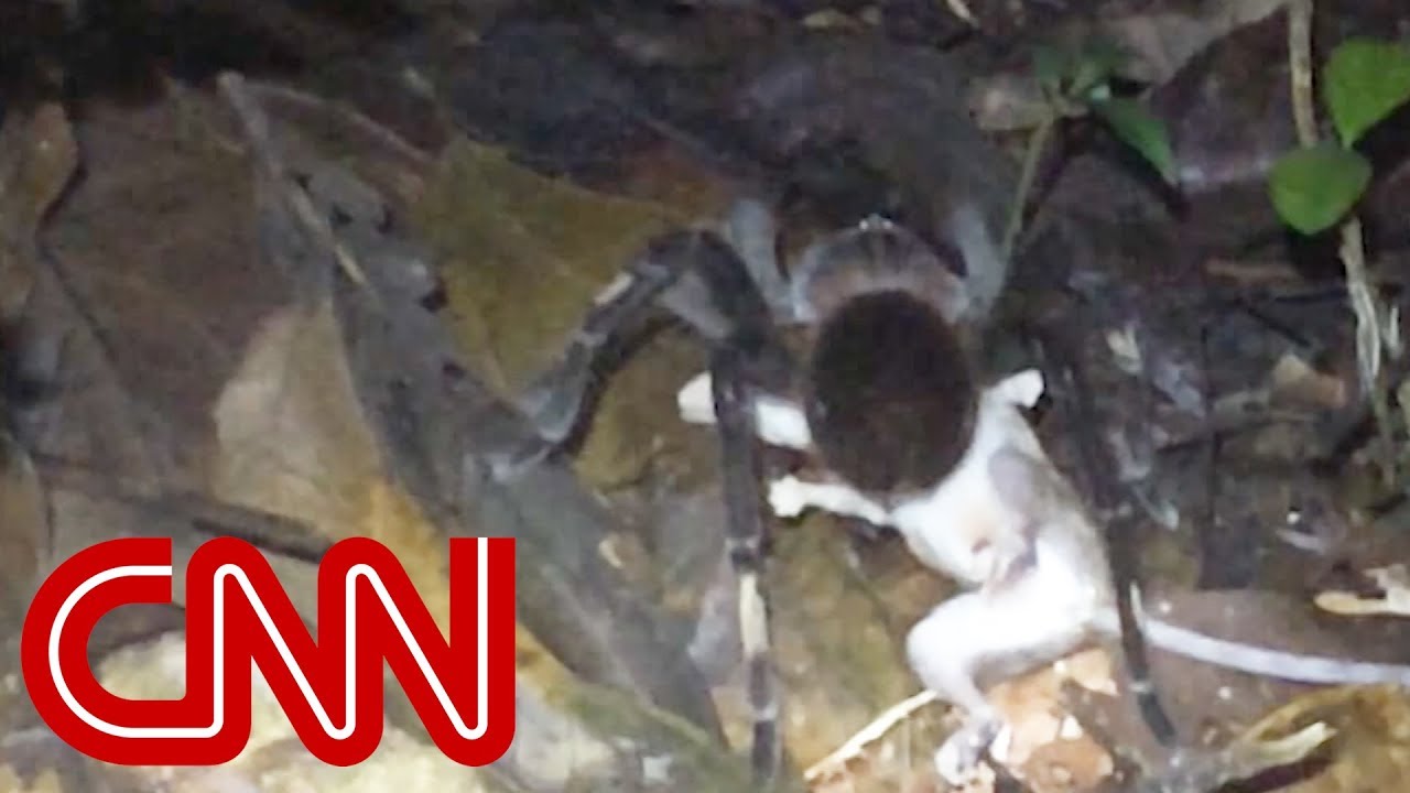 new giant spider found