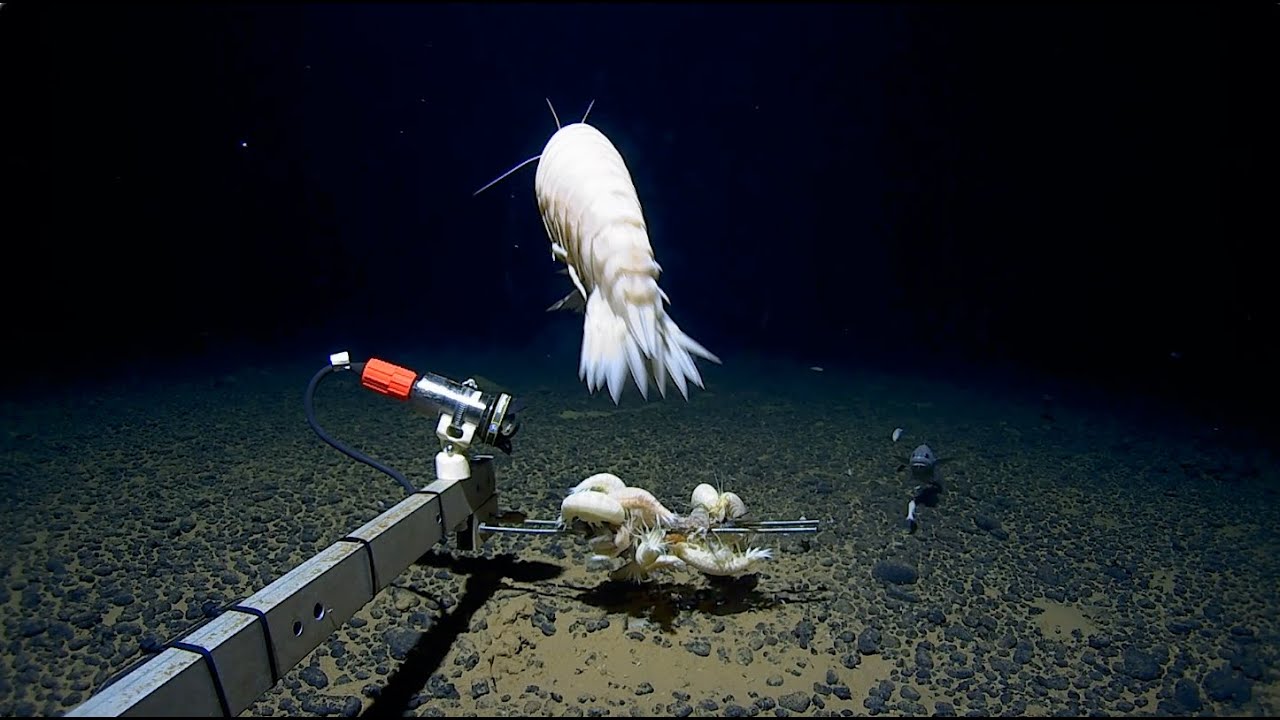 Giant Discovery In The Tonga Trench giant-discovery-in-the-tonga-trench