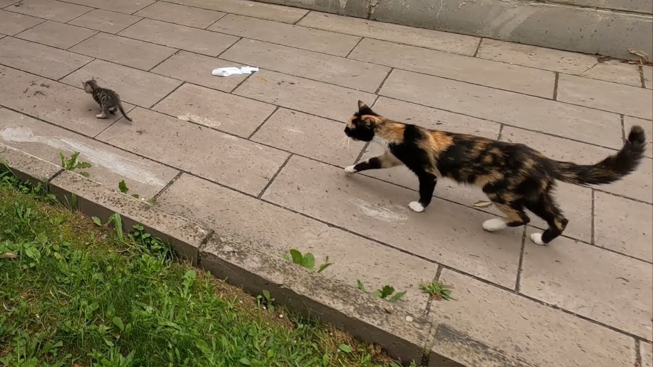 Mama cat tries to catch runaway kitten.