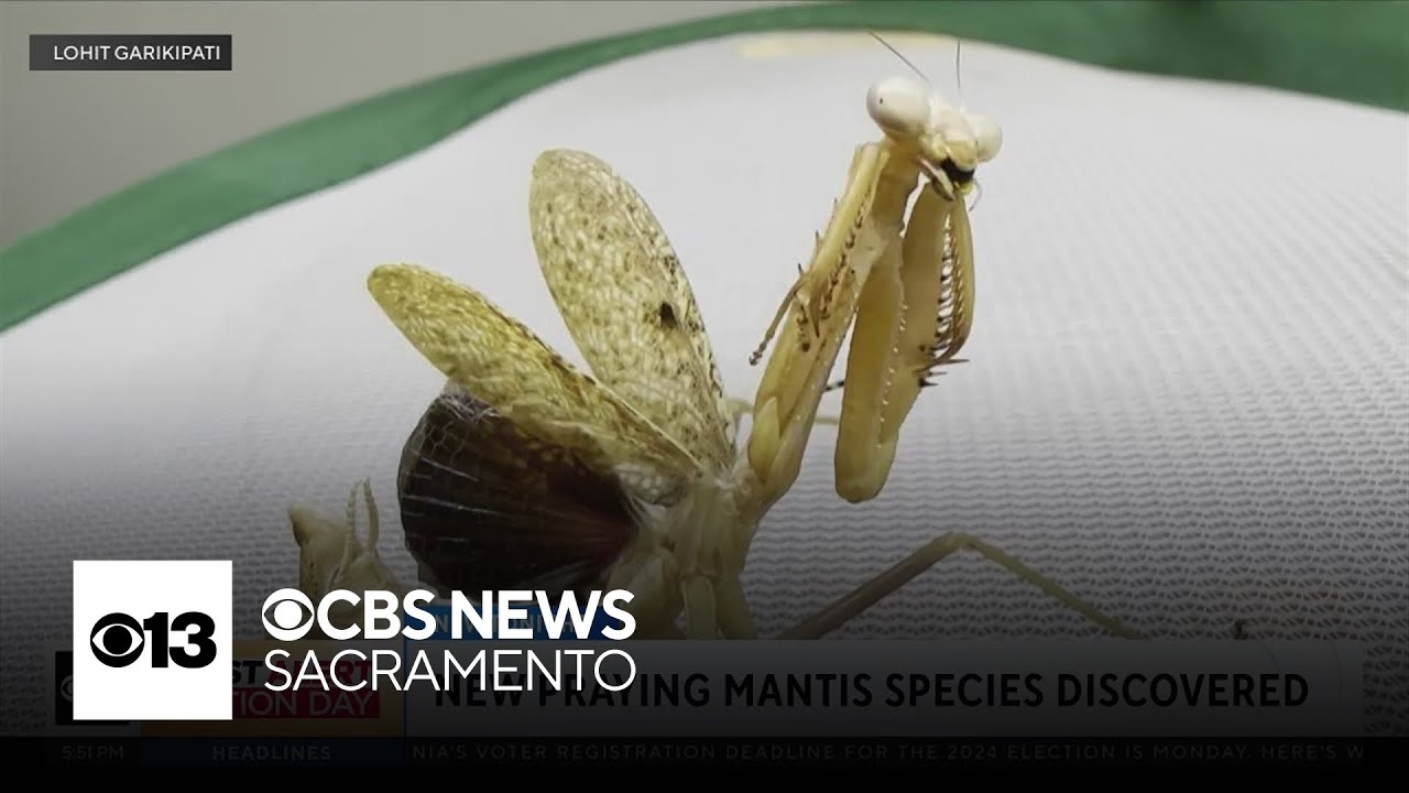 UC Davis alum discovers new species of praying mantis.