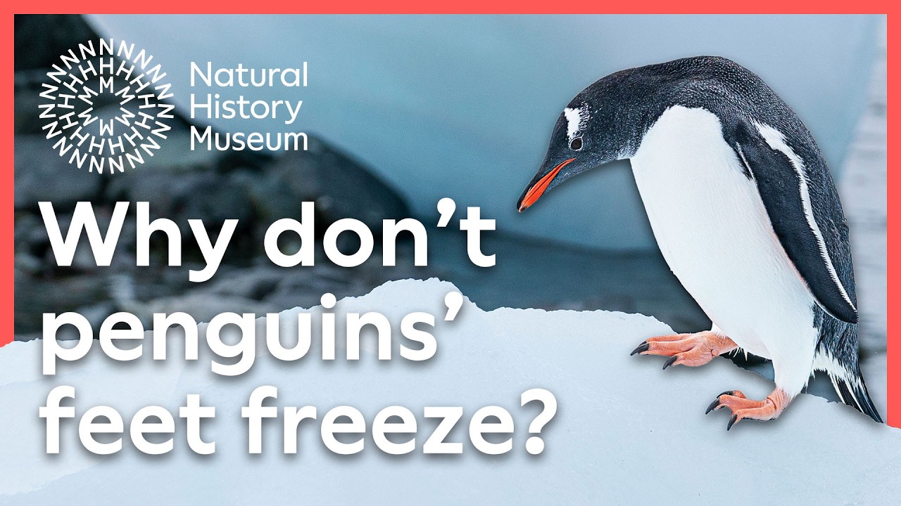 Why don't penguins' feet freeze?